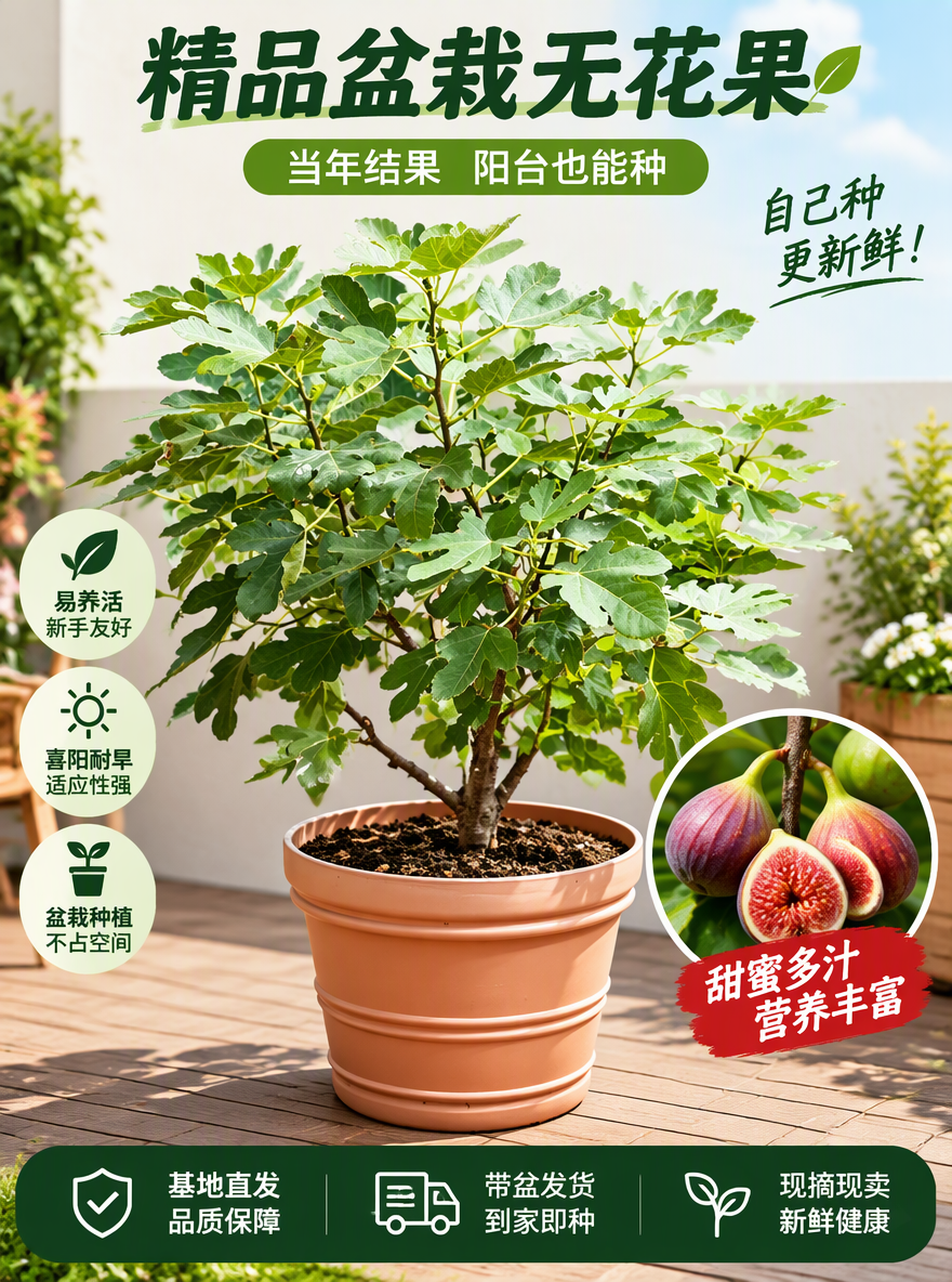 把这盆无花果设计成电商专用主图