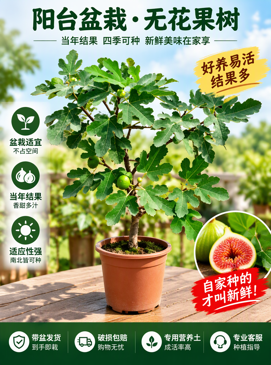 把这盆无花果设计成电商专用主图