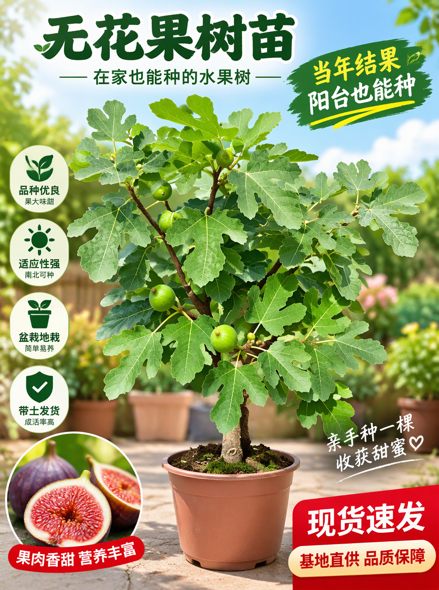 把这盆无花果设计成电商专用主图