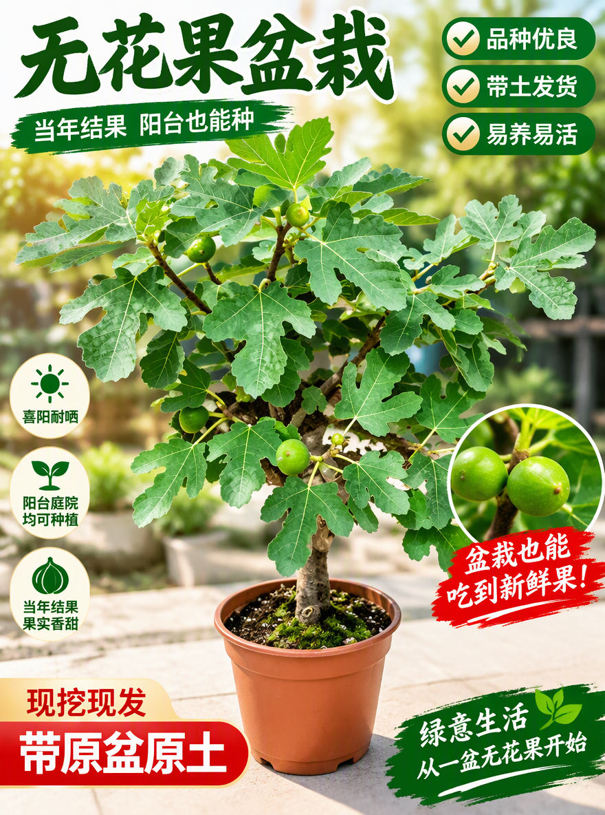 把这盆无花果设计成电商专用主图