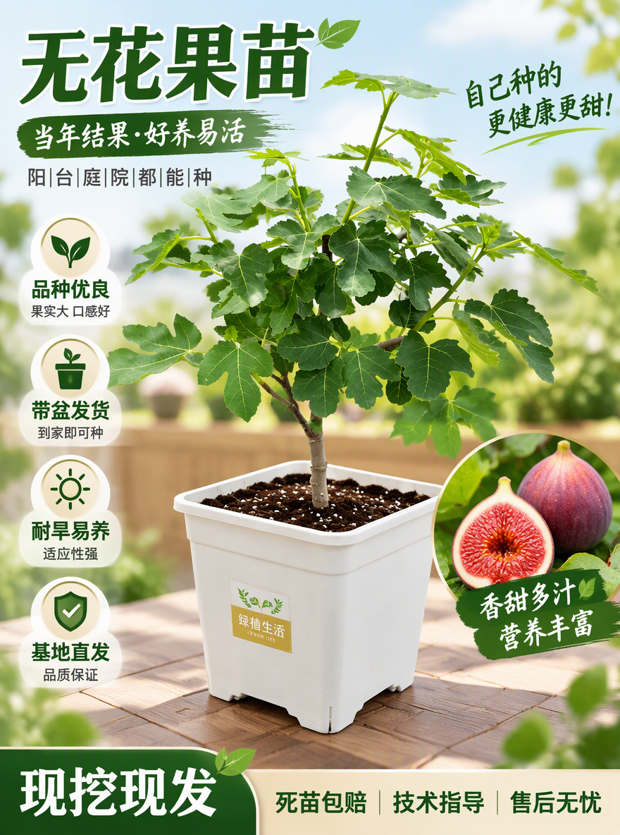 把这盆无花果设计成电商专用主图