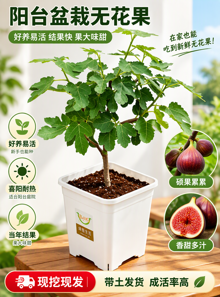 把这盆无花果设计成电商专用主图