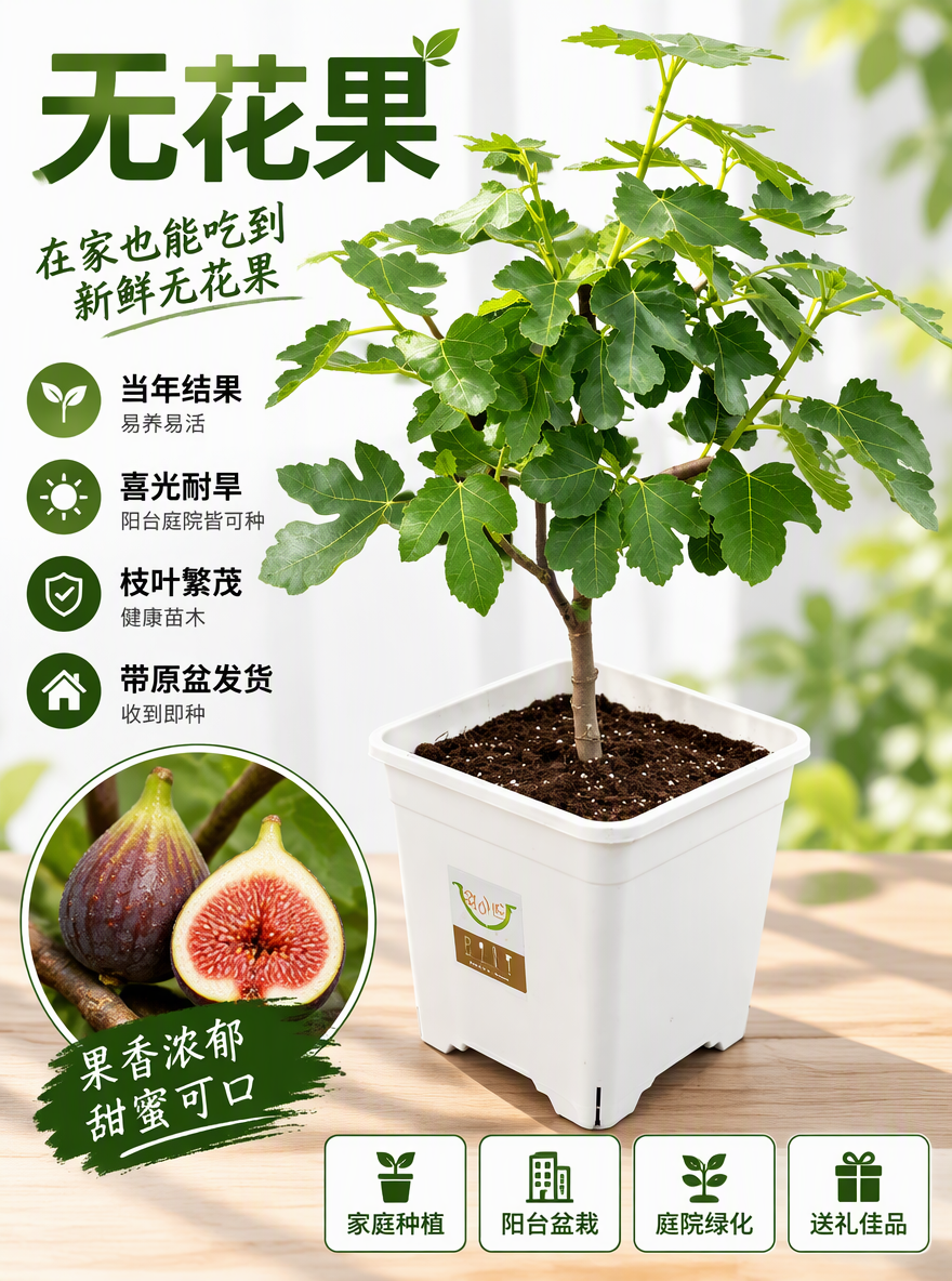 把这盆无花果设计成电商专用主图