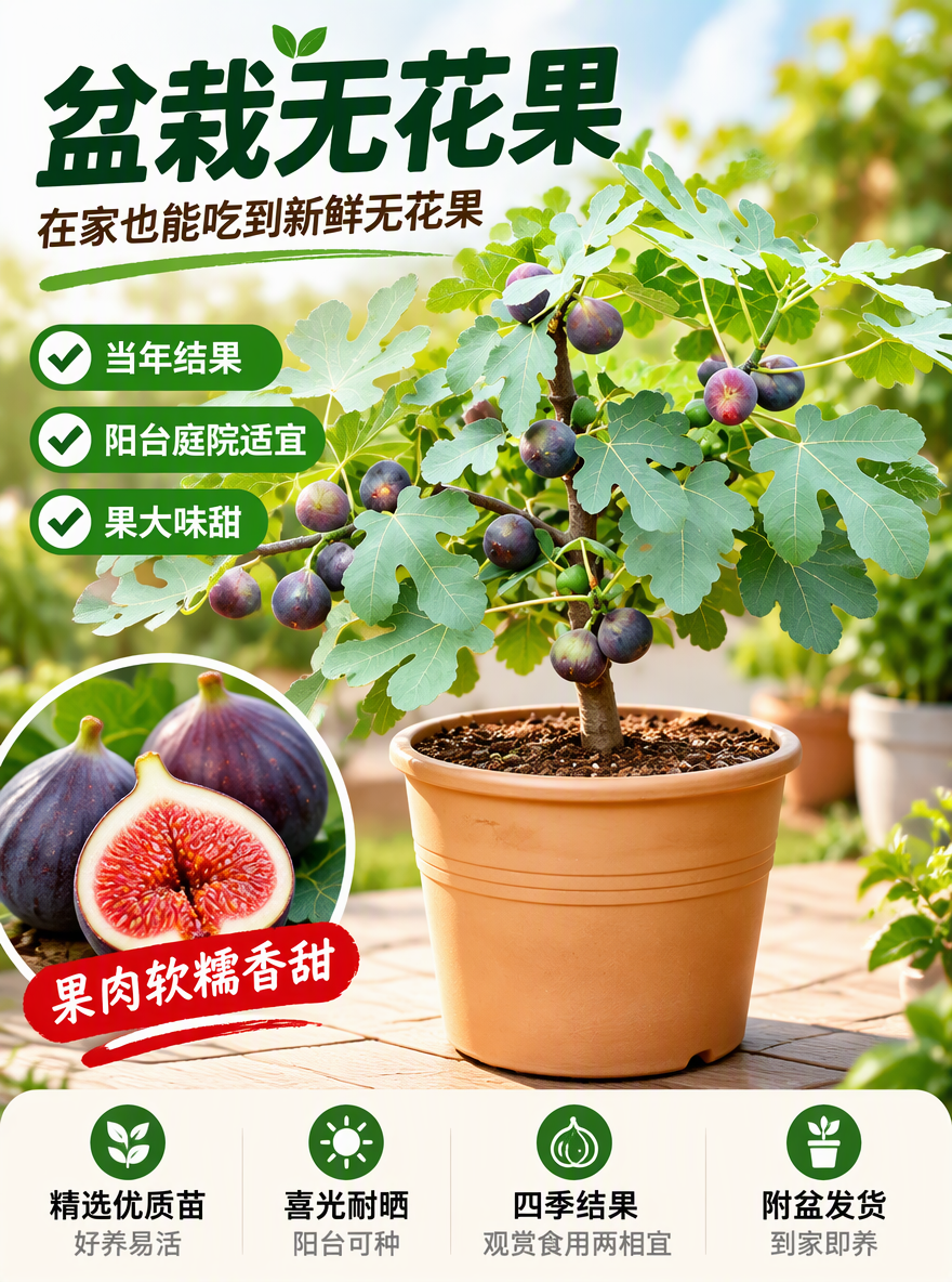 把这盆无花果设计成电商专用主图