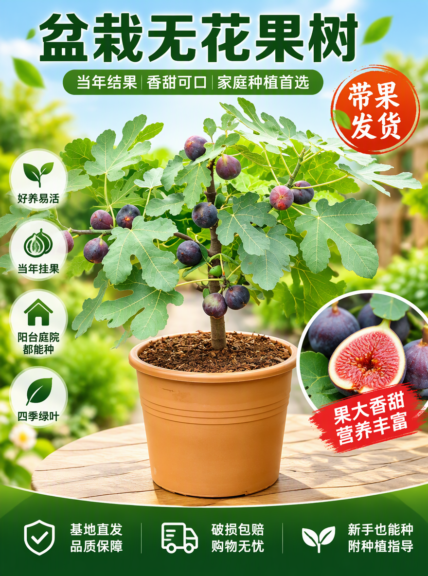 把这盆无花果设计成电商专用主图