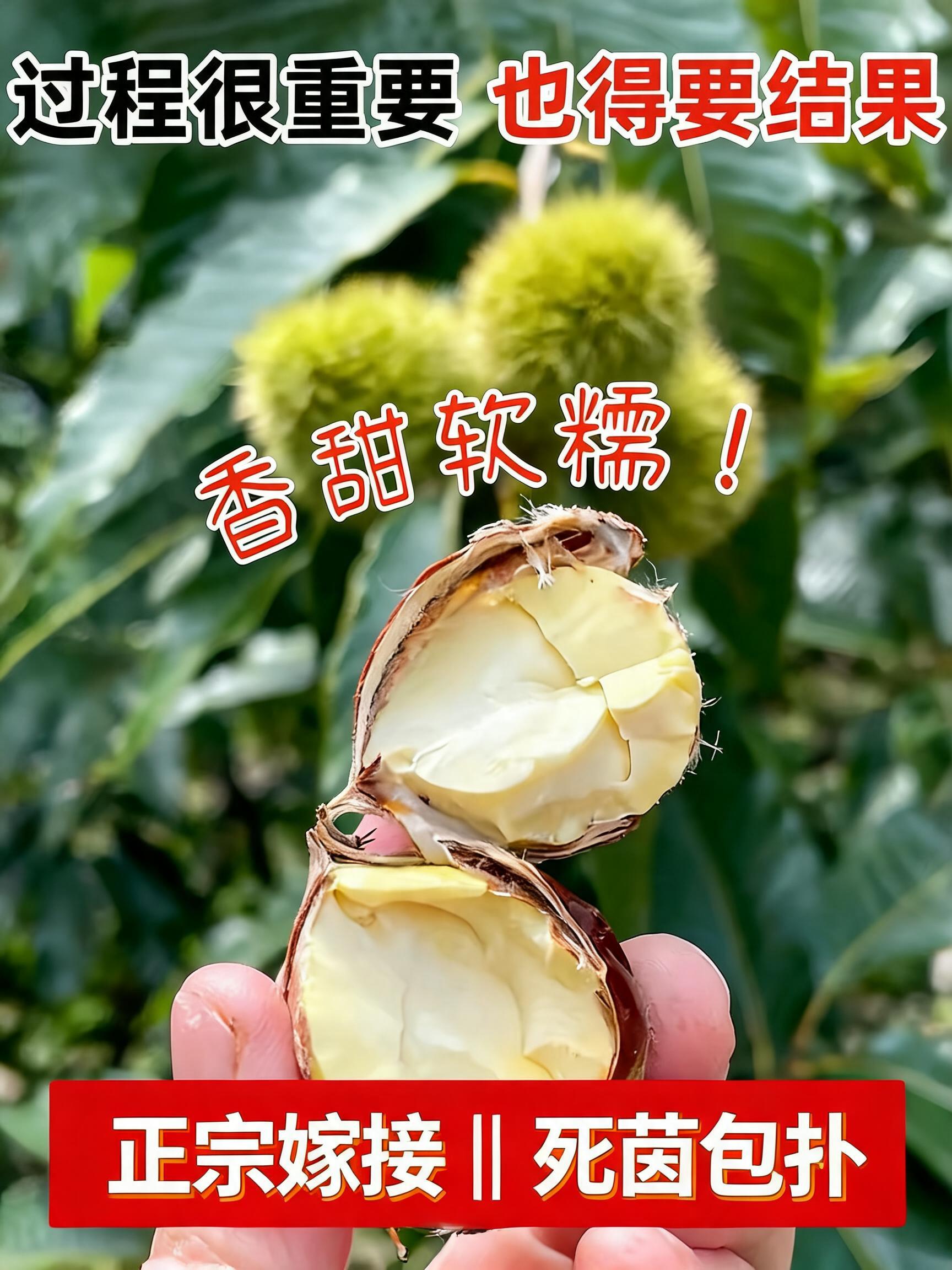 A professional 3:4 e-commerce main product image (电商主图) for selling grafted chestnut tree saplings (板栗树苗). In the foreground…