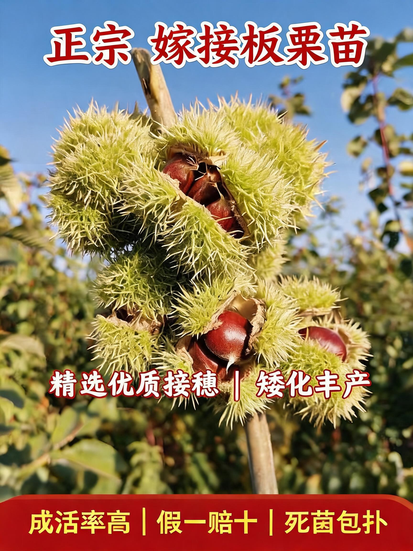 A premium 3:4 agricultural e-commerce main product cover poster (电商主图海报) for selling grafted chestnut tree seedlings (板栗树苗).…