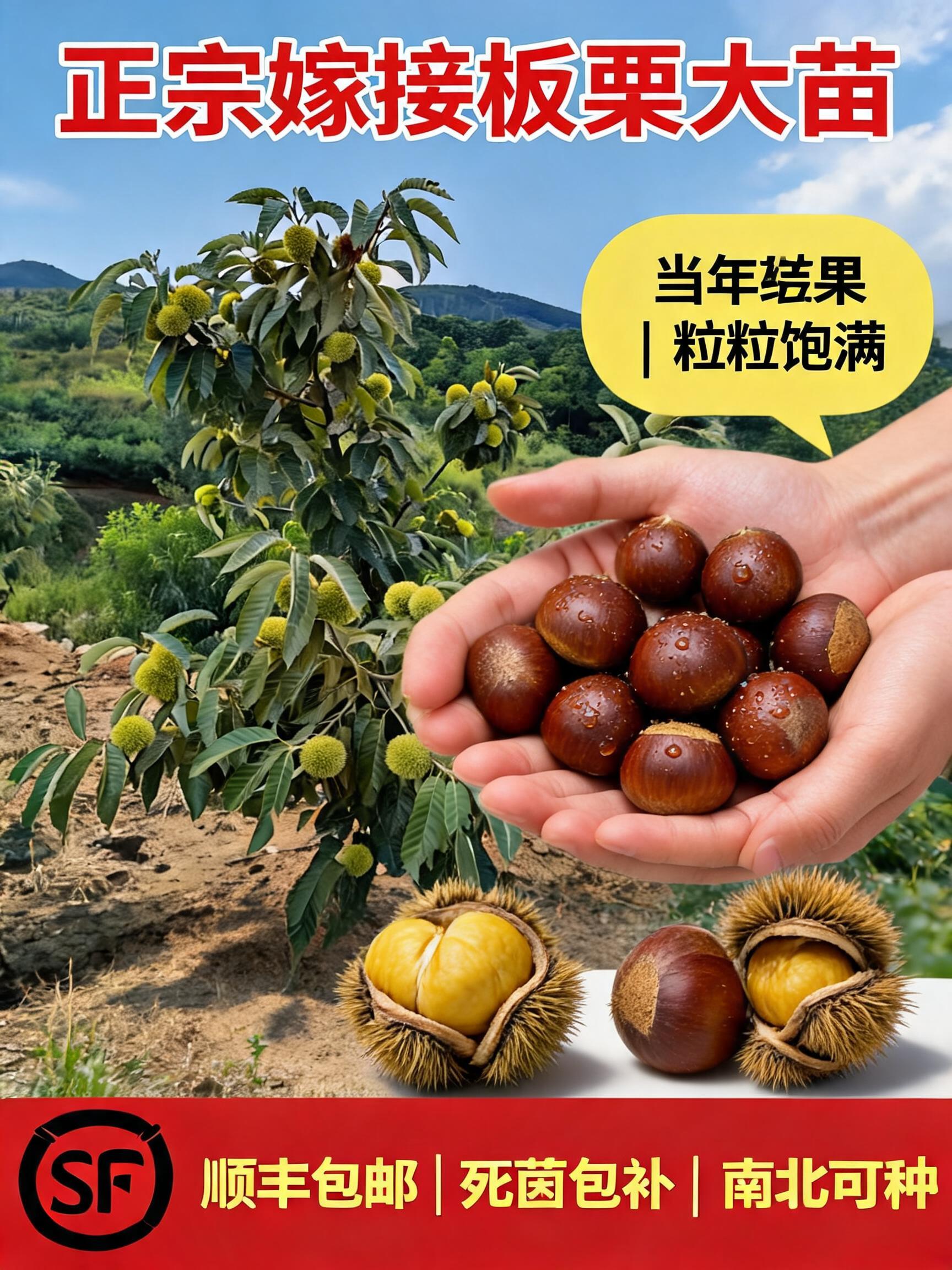 A premium 3:4 agricultural e-commerce main product cover poster (电商主图海报) for selling grafted chestnut saplings (嫁接板栗大苗). On…