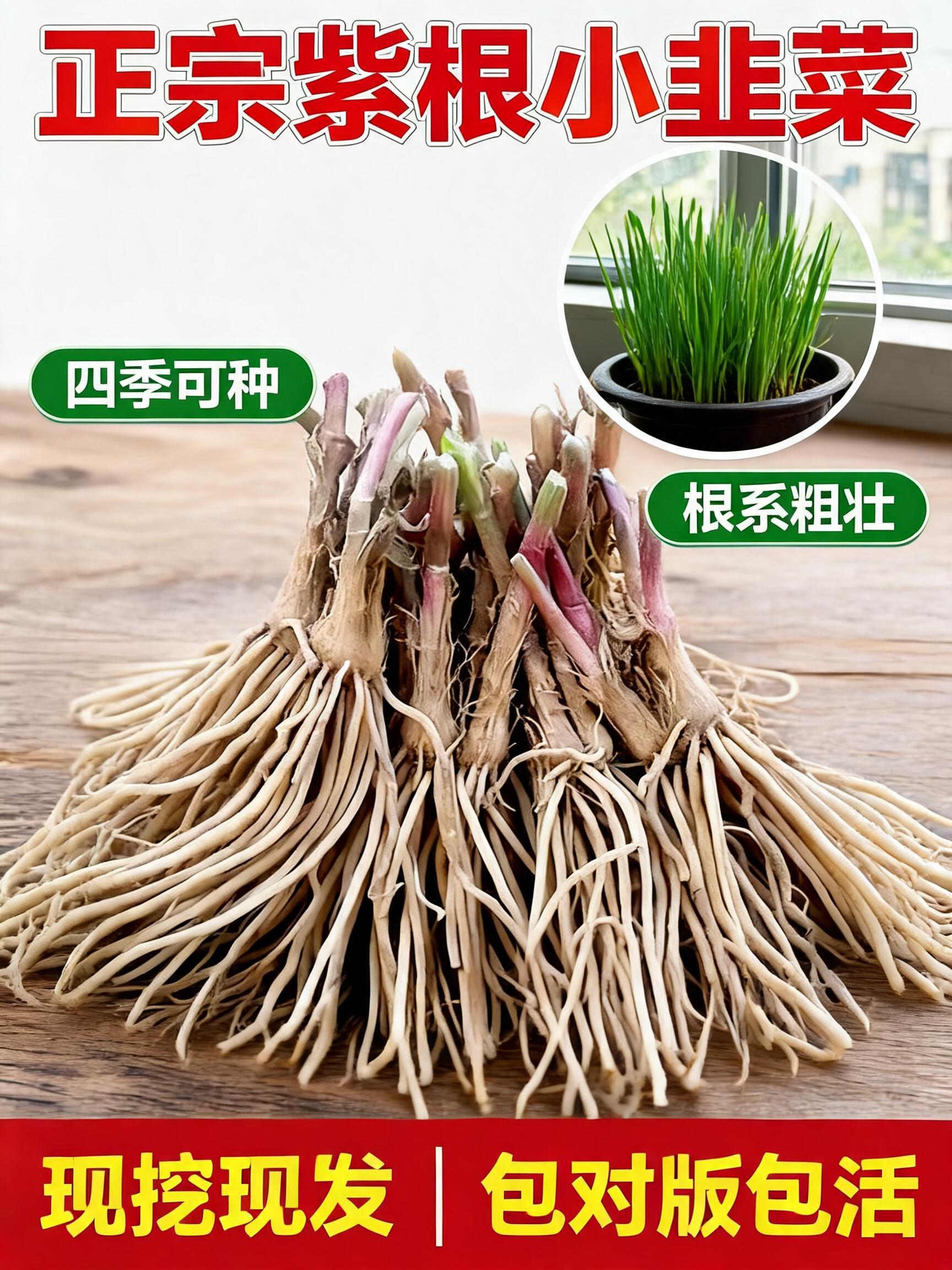 A professional 3:4 agricultural e-commerce main product cover poster (电商主图海报) for 'Purple Root Chive Roots' (紫根小韭菜根), based…