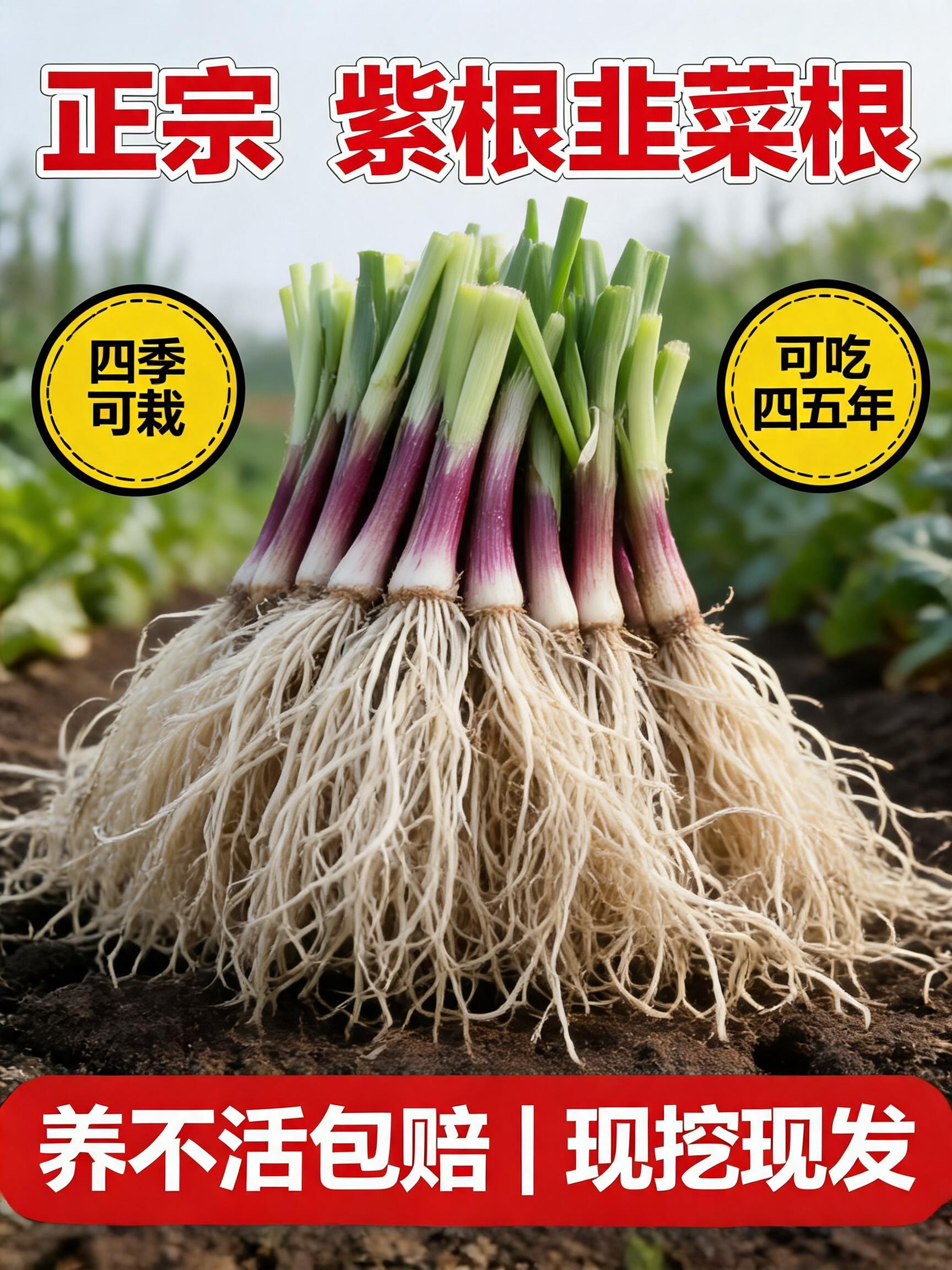 A professional 3:4 agricultural e-commerce main product cover poster (电商主图海报) for purple-root leek roots (紫根韭菜根). In the cen…