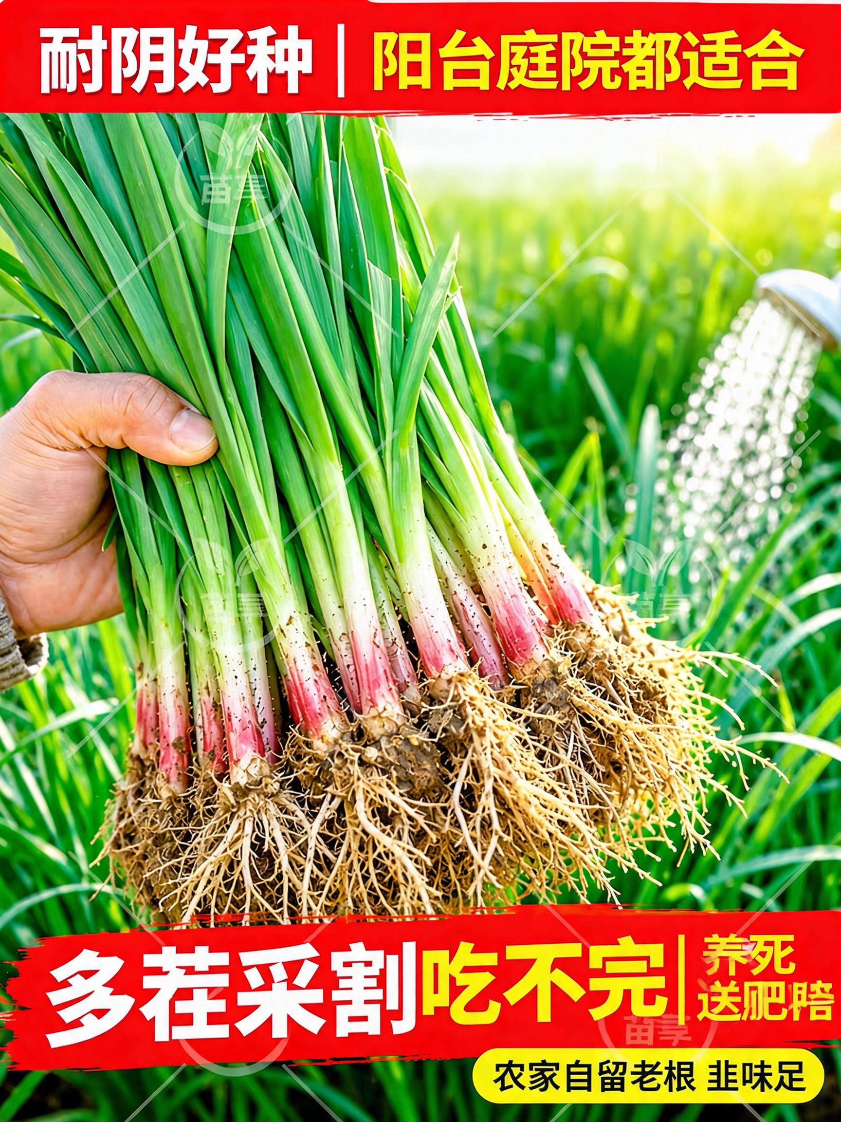 A premium professional 3:4 agricultural e-commerce main product cover poster for "Purple-root Chives" (紫根韭菜). In the center,…