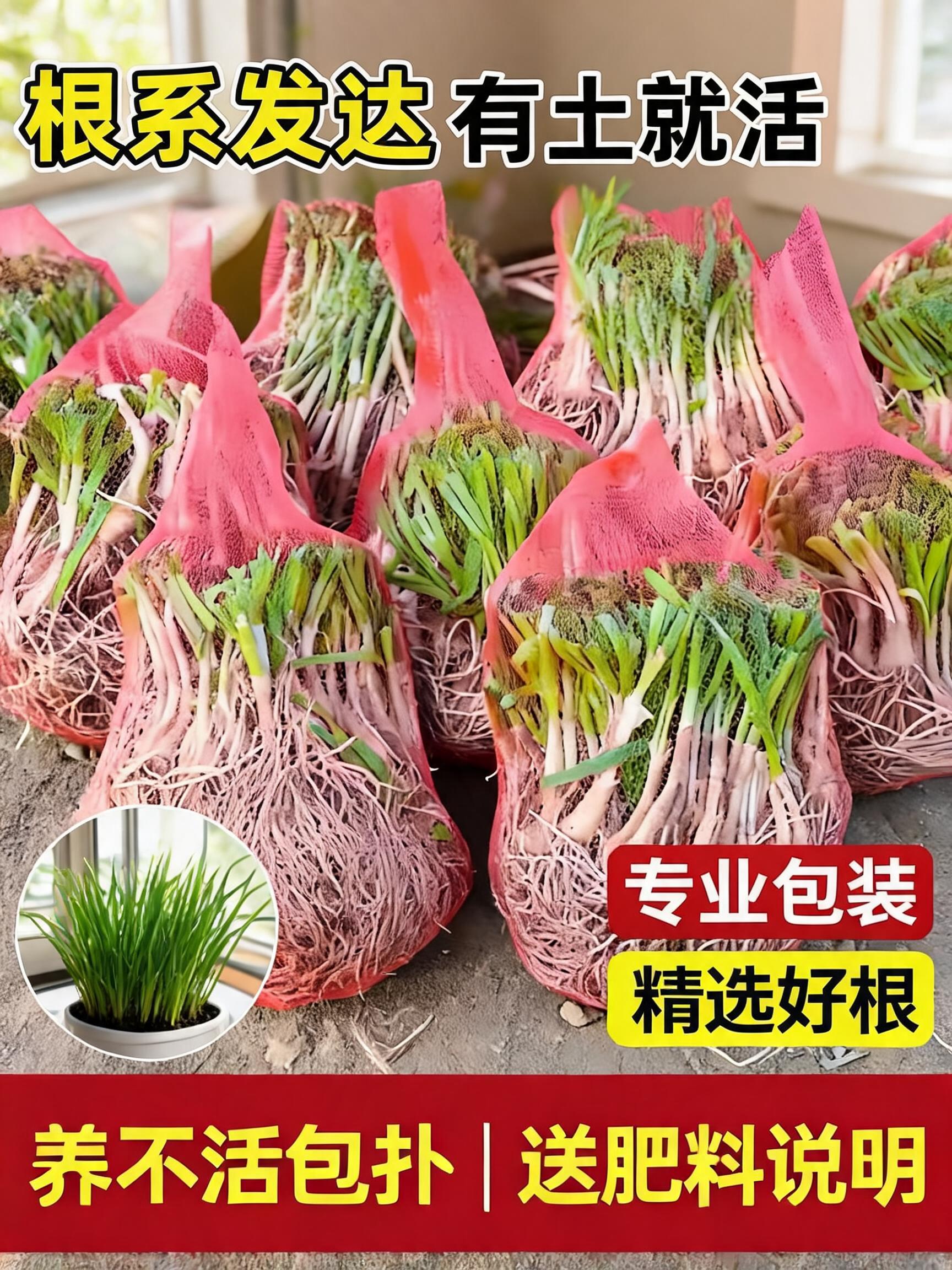A high-end, premium 3:4 agricultural e-commerce main product cover poster. In the center, several red mesh bags are neatly a…