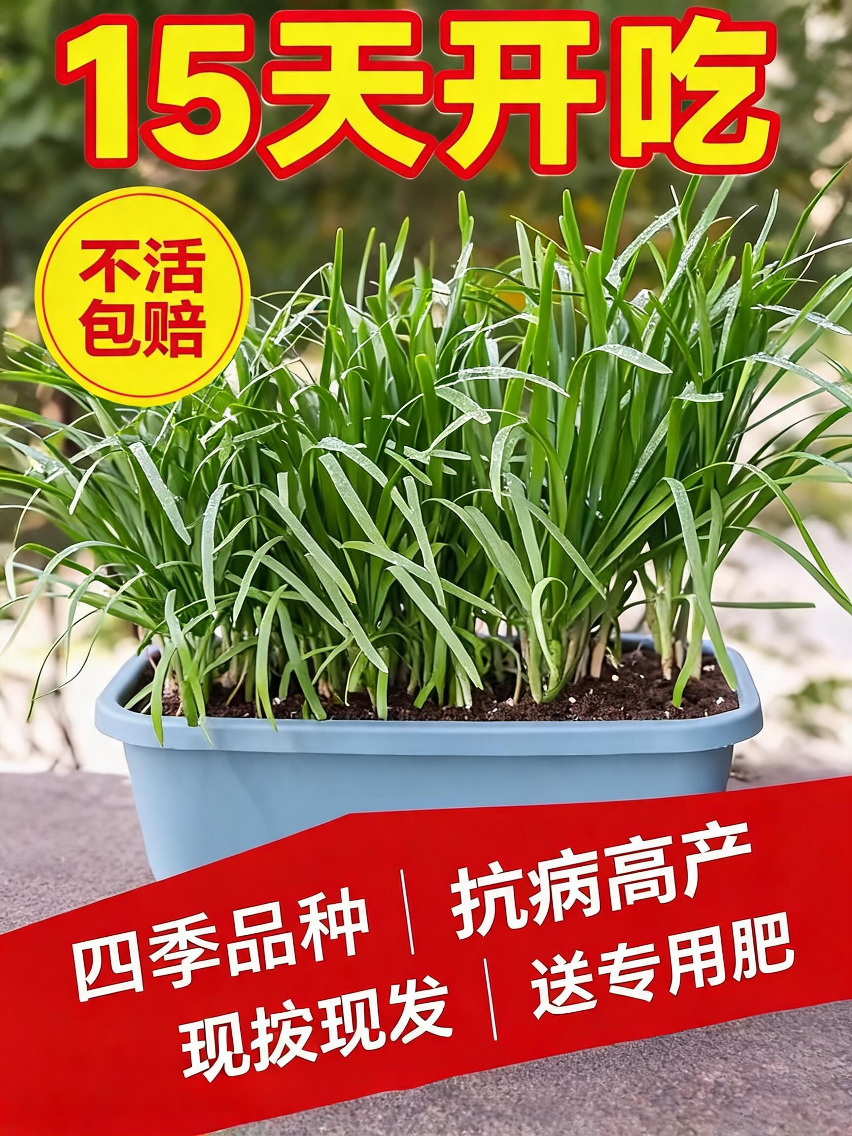 A high-end, premium 3:4 agricultural e-commerce main product cover poster for "四季韭菜根苗" (Four-season Chive Root Seedlings). I…