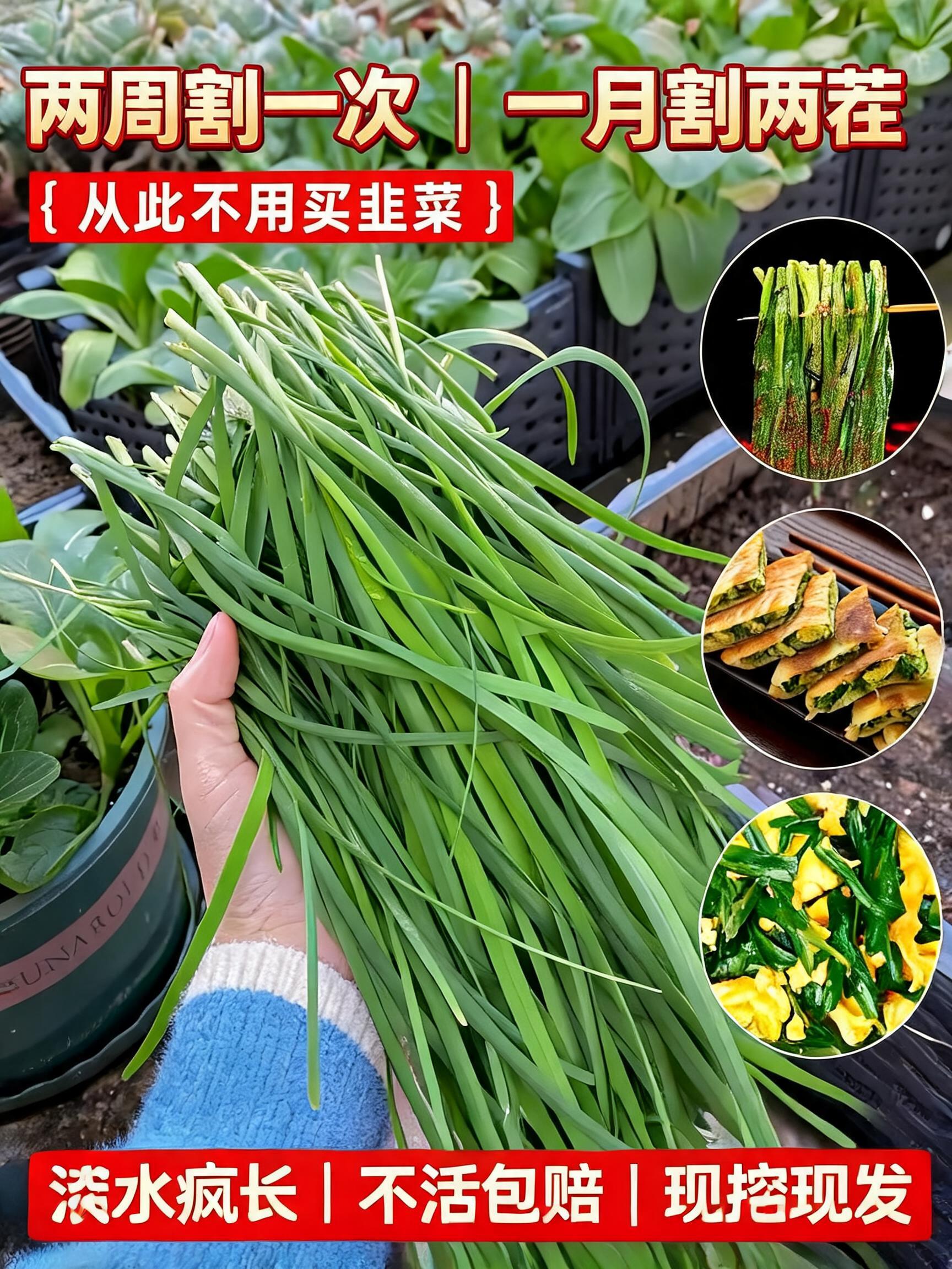 A professional e-commerce main product cover poster for agricultural garden seeds, 3:4 aspect ratio. In the center, a hand w…