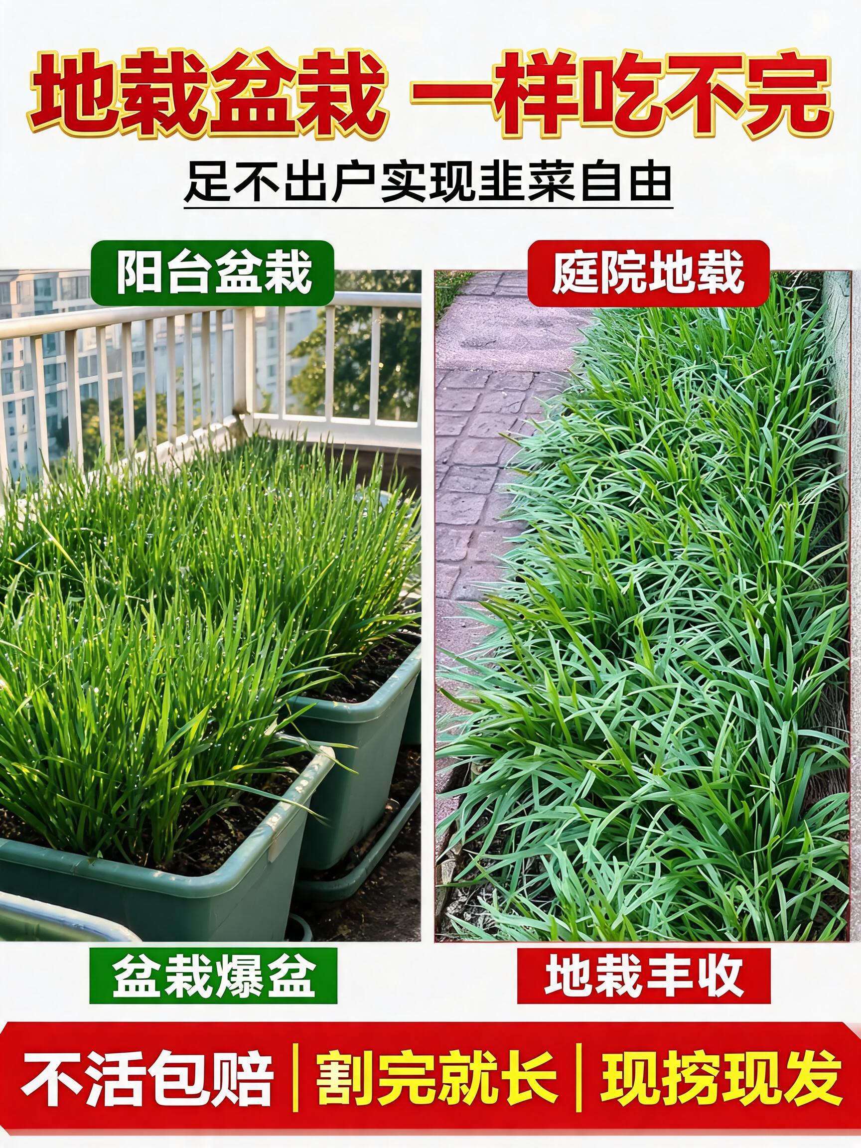 A professional 3:4 agricultural e-commerce main product cover poster with a vertical split-screen layout. Left half shows "阳…