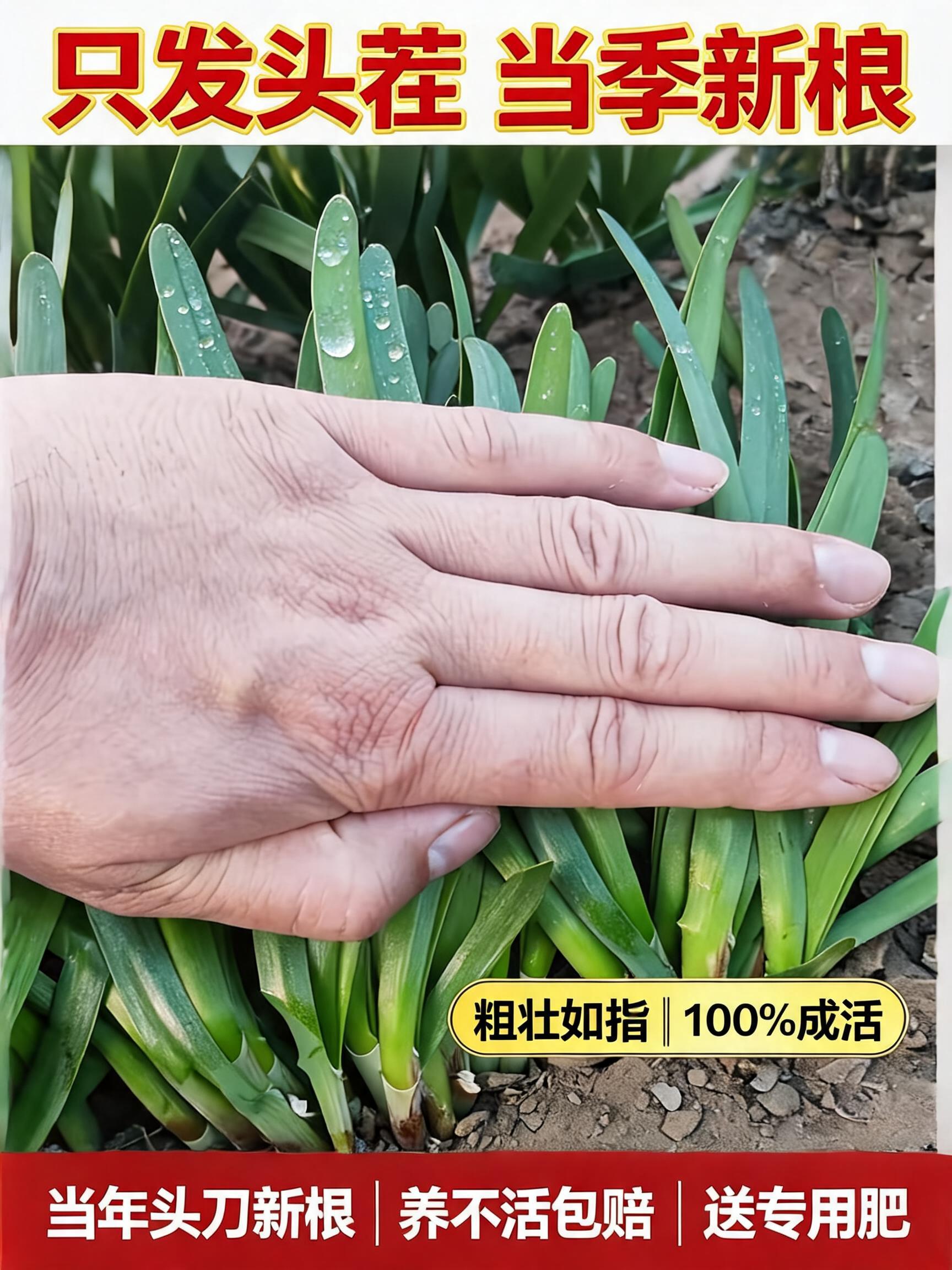 A premium professional 3:4 agricultural e-commerce main product cover poster. The main image shows a clean human hand horizo…