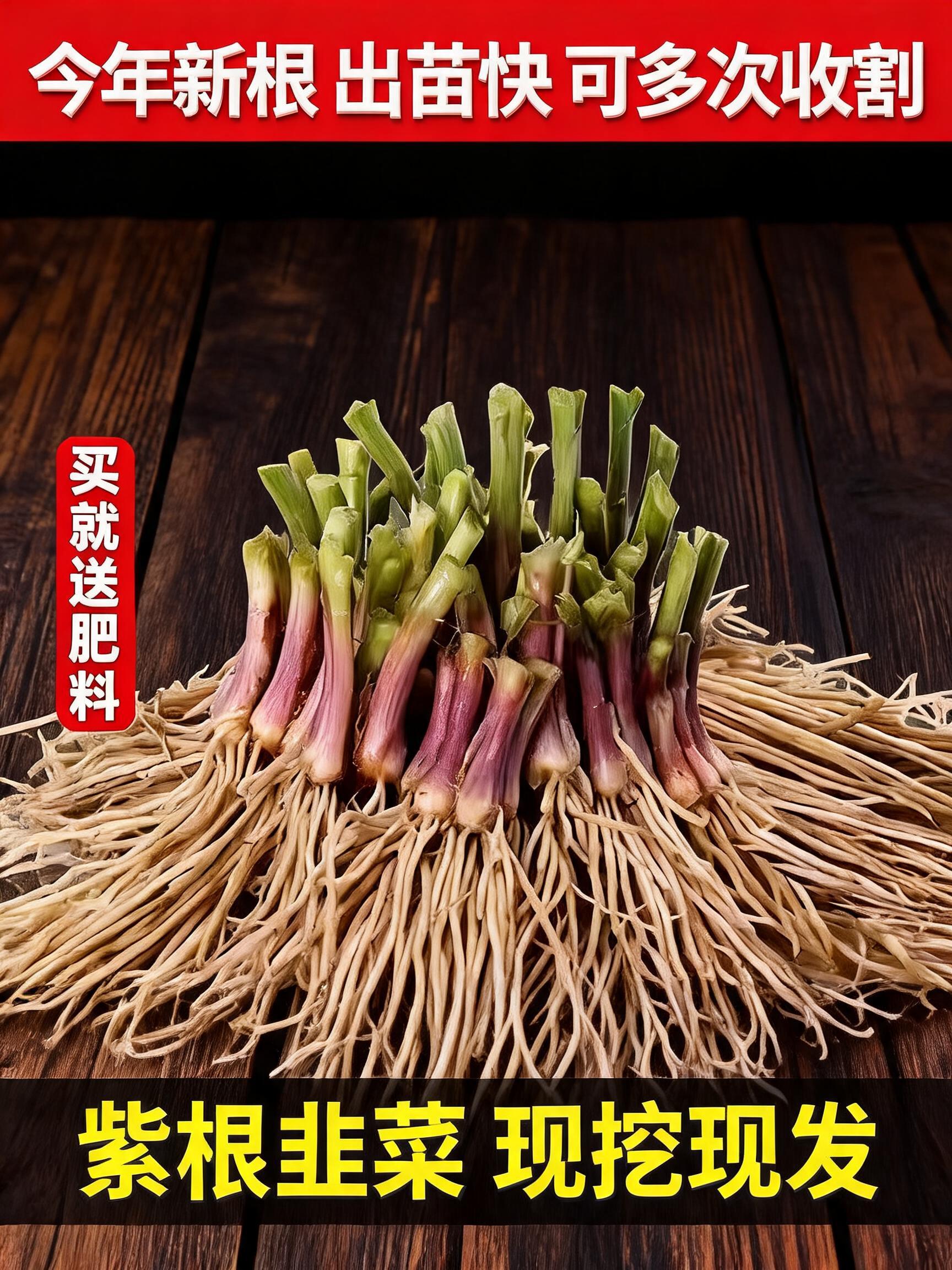 An executive-level 3:4 e-commerce main product cover poster for "Purple Root Chive Roots" (紫根韭菜根). In the center of the fram…