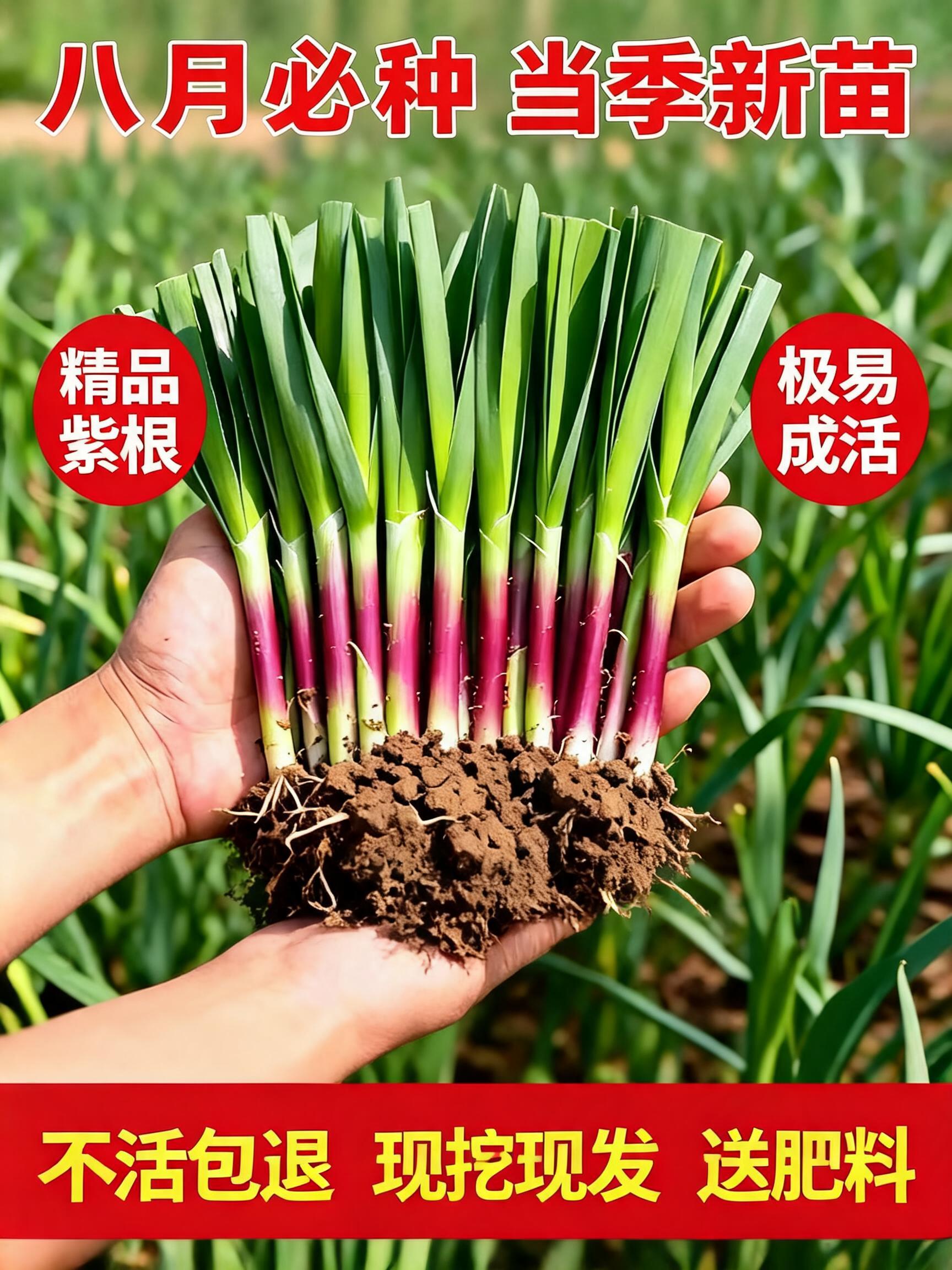 A high-conversion 3:4 professional e-commerce main product poster for Chinese purple-root chive seedlings (韭菜苗). In the cent…