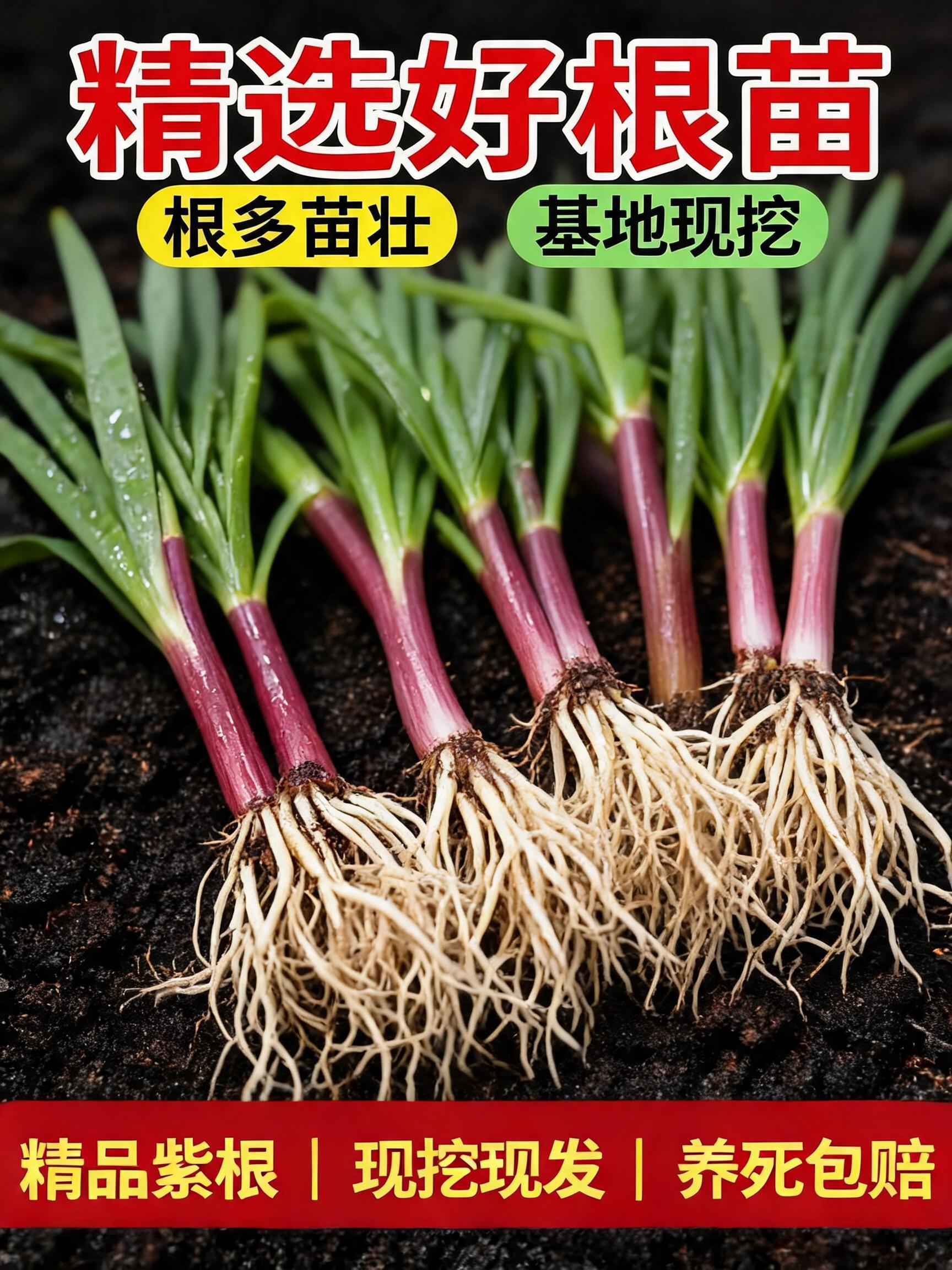 A professional e-commerce product main image, 3:4 aspect ratio, for selling Chinese chive seedlings. Several premium purple-…
