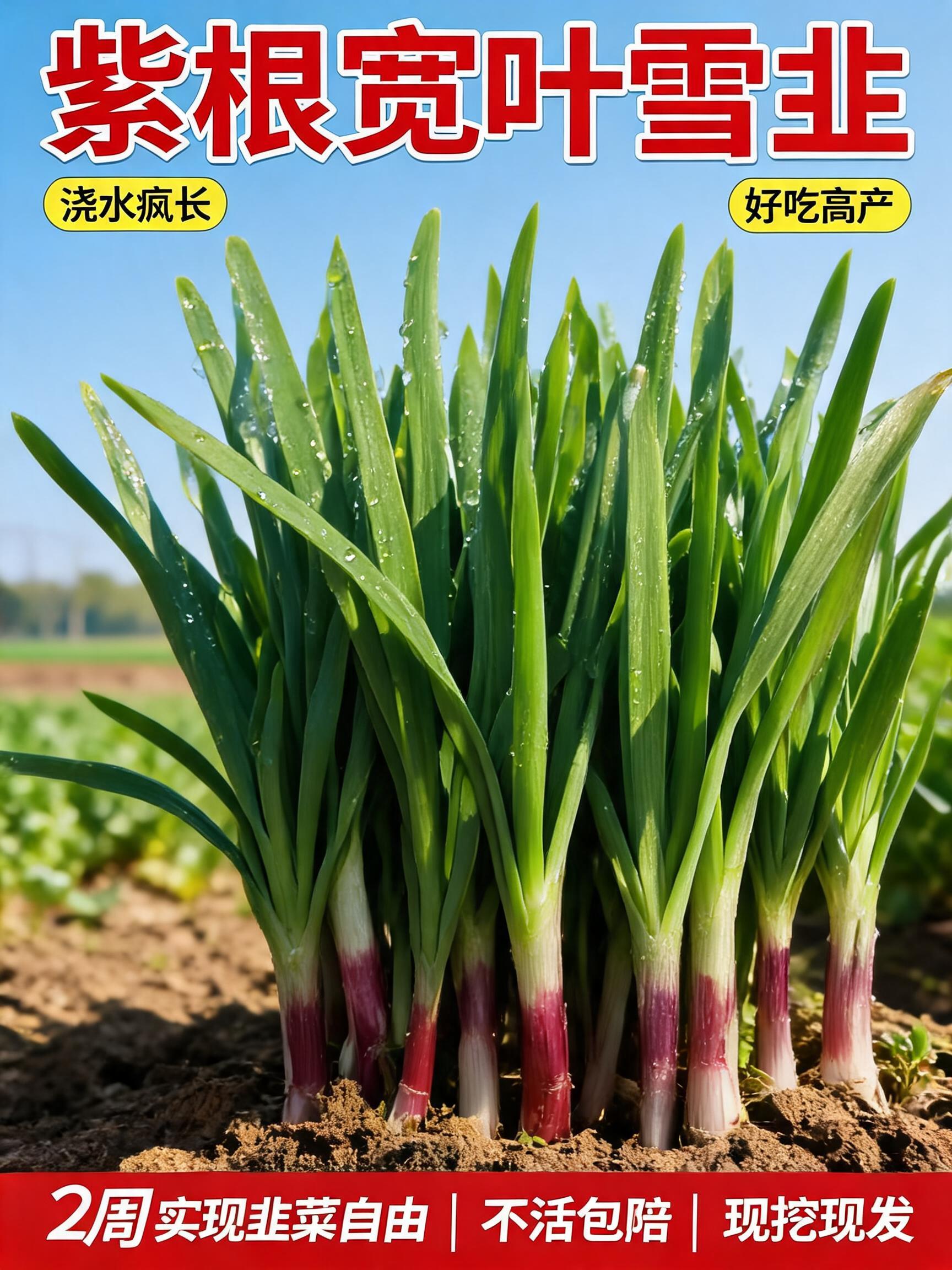 A professional 3:4 agricultural e-commerce main product cover poster. In the center, vibrant and robust purple-root leeks (紫…