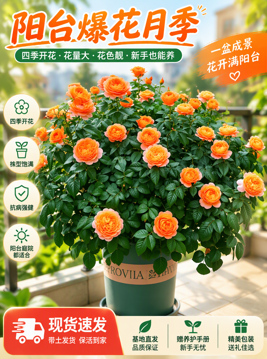 把这盆月季设计成电商专用主图