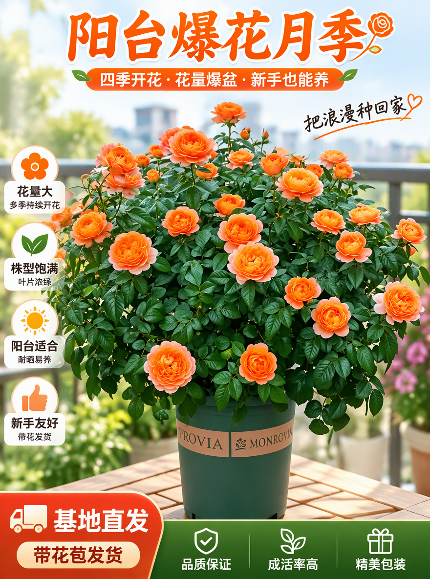 把这盆月季设计成电商专用主图