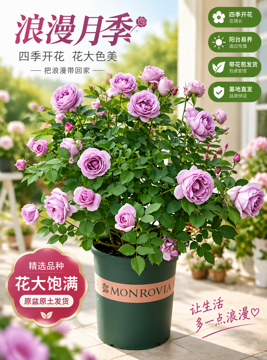 把这盆月季设计成电商专用主图