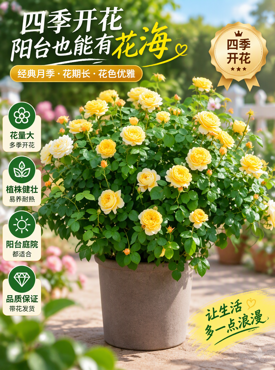 把这盆月季设计成电商专用主图