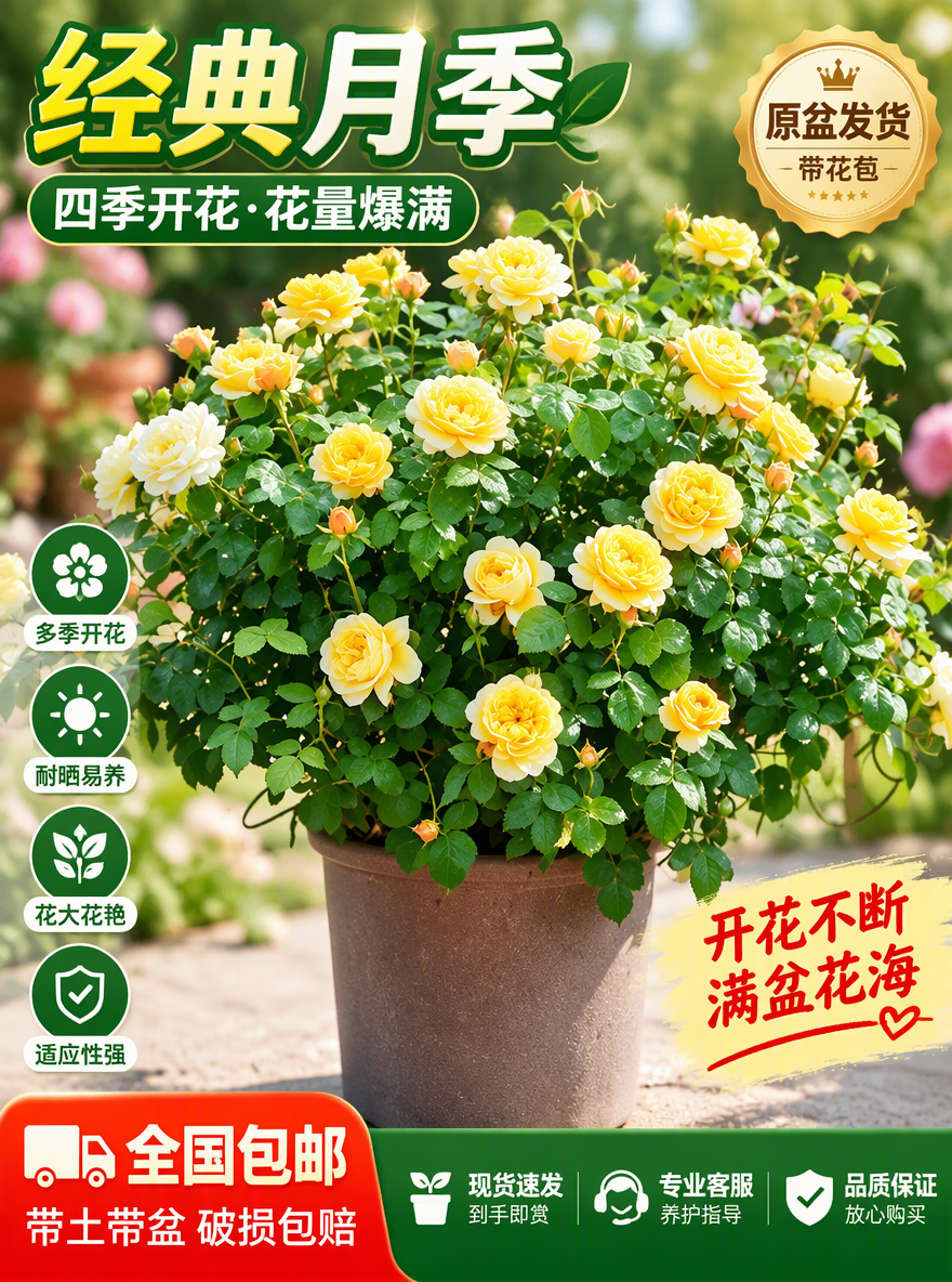 把这盆月季设计成电商专用主图