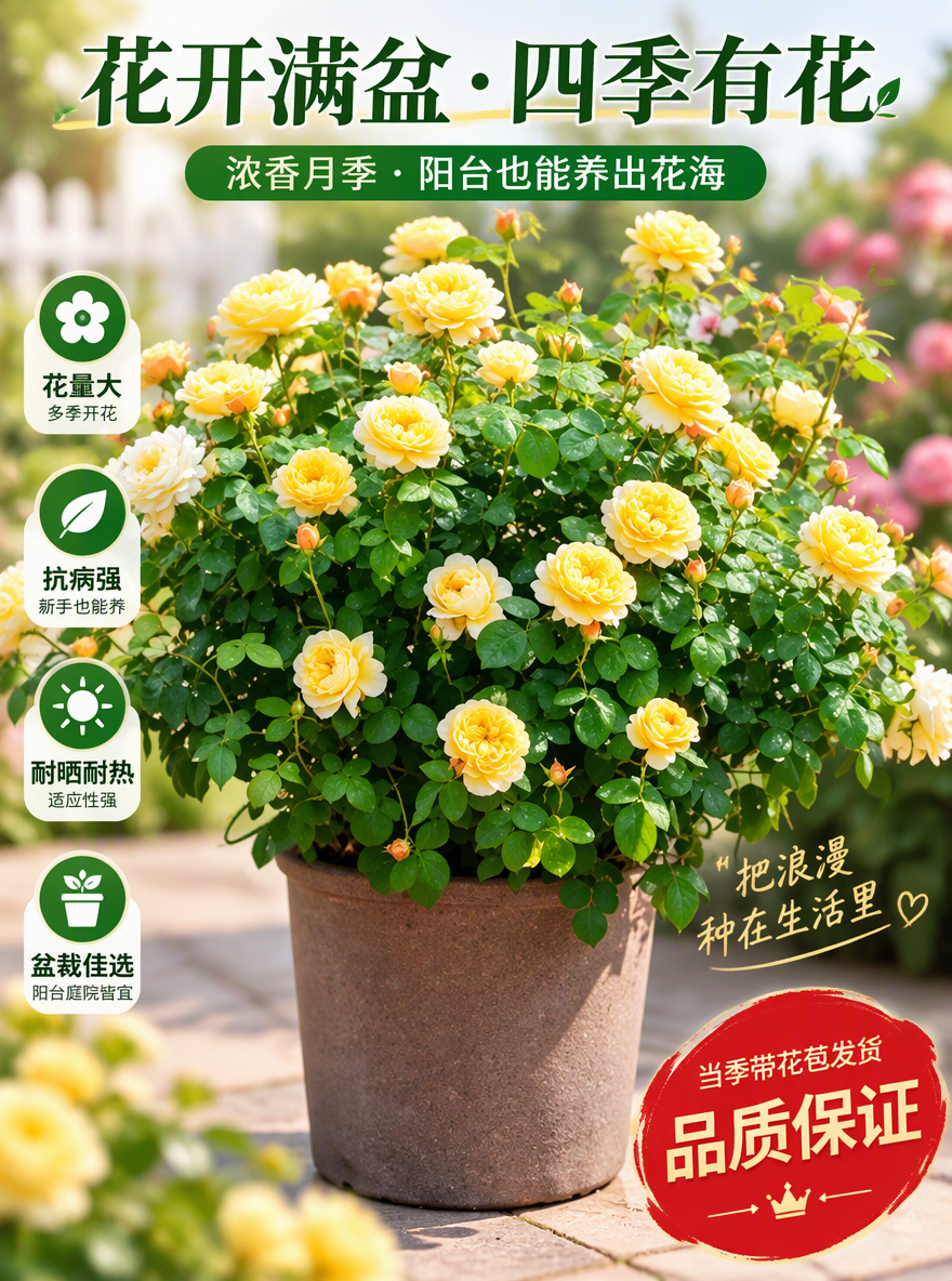 把这盆月季设计成电商专用主图