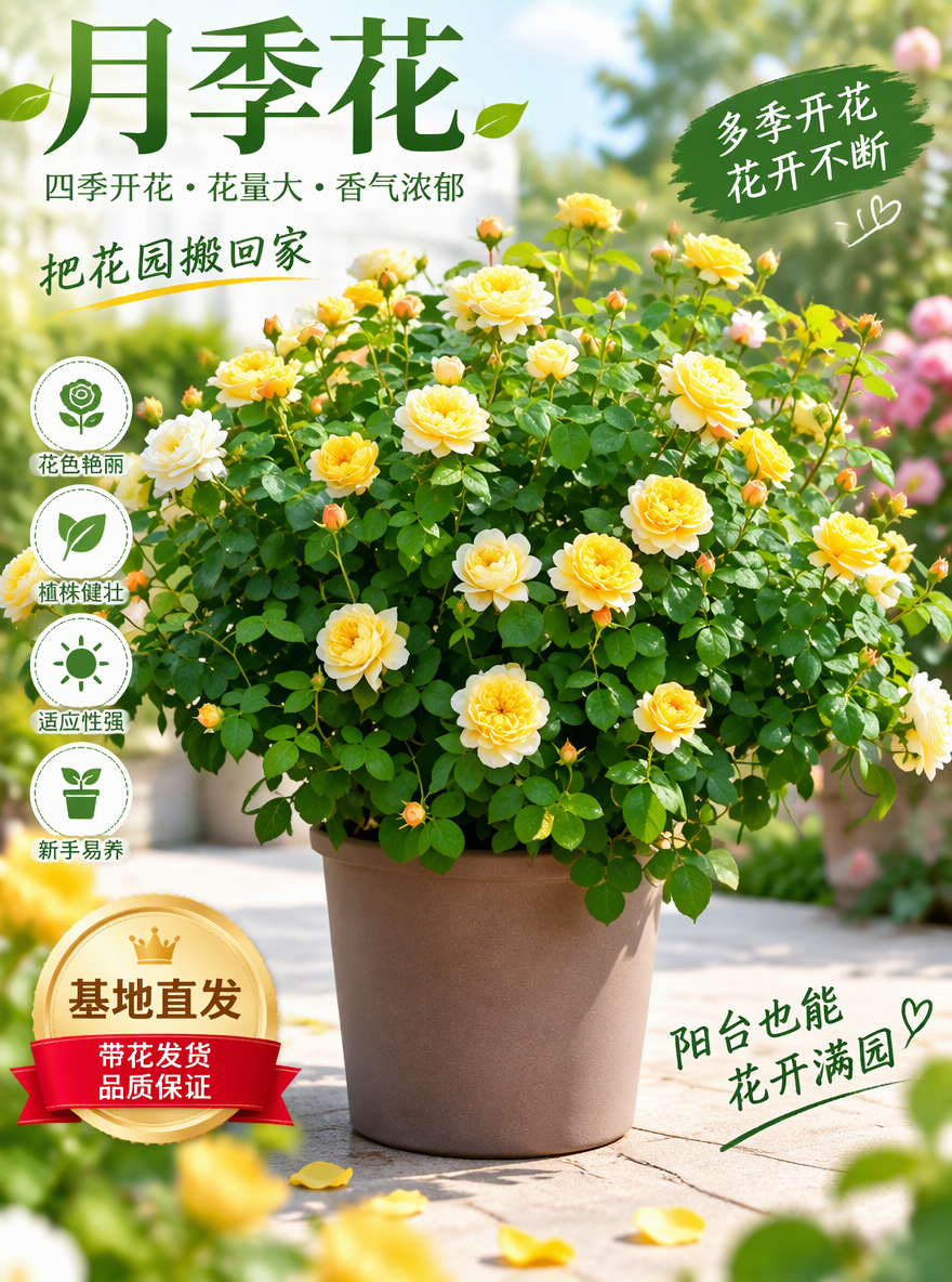 把这盆月季设计成电商专用主图
