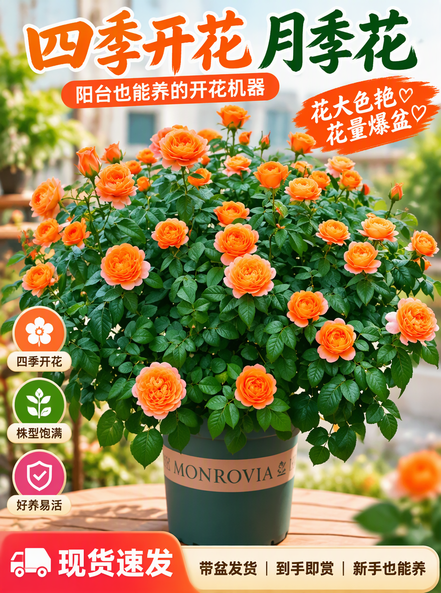 把这盆月季设计成电商专用主图
