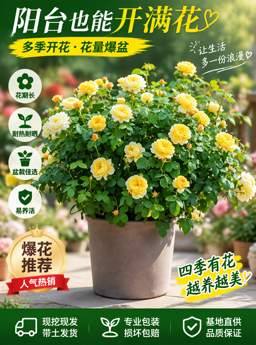 把这盆月季设计成电商专用主图
